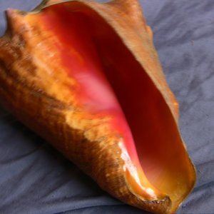 Collector's quality Queen Conch Shell